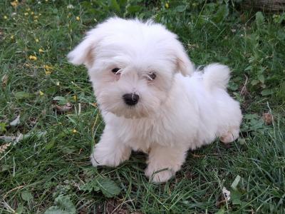 Adorable Maltese puppies
