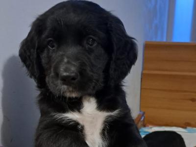 Adorable puppies for sale in Craughwell