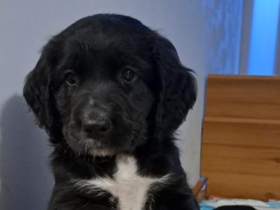 Adorable Border Collie/Labrador x Golden Retriever puppies for sale in Craughwell