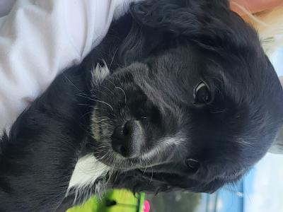 Adorable puppies for sale in Craughwell