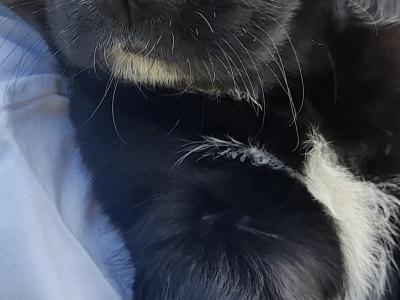 Adorable puppies for sale in Craughwell