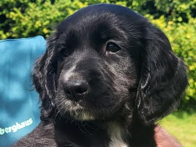 Adorable puppies for sale in Craughwell