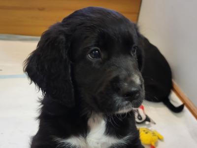 Adorable puppies for sale in Craughwell