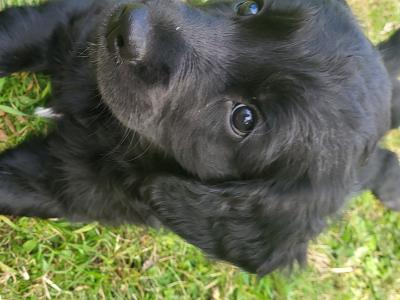 Adorable puppies for sale in Craughwell
