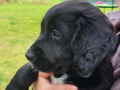 Adorable puppies for sale in Craughwell