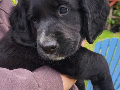 Adorable puppies for sale in Craughwell