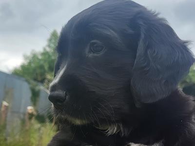 Adorable puppies for sale in Craughwell