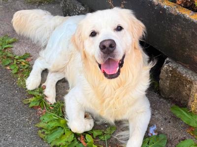 Champion-Sired English Cream Golden Retriever Available for Stud – Billy
