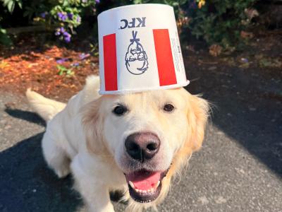 Champion-Sired English Cream Golden Retriever Available for Stud – Billy