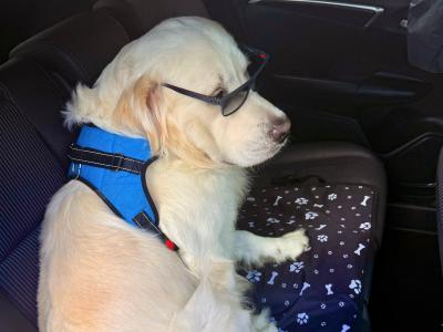 Champion-Sired English Cream Golden Retriever Available for Stud – Billy