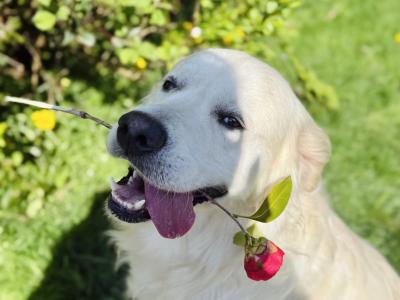 Champion-Sired English Cream Golden Retriever Available for Stud – Billy