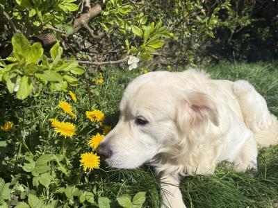 Champion-Sired English Cream Golden Retriever Available for Stud – Billy