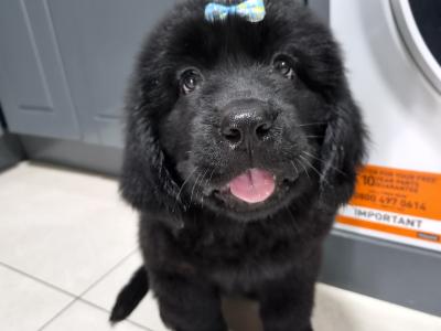 9 week old  Newfoundland puppies in Offaly