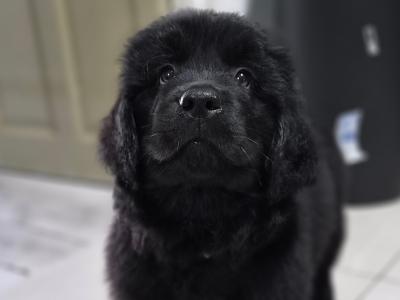 9 week old  Newfoundland puppies in Offaly