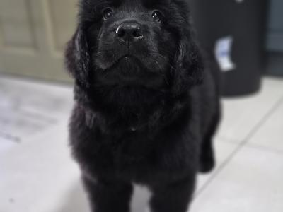 9 week old  Newfoundland puppies in Offaly