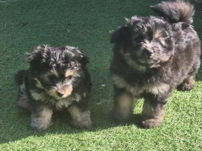 Beautiful Poochon x Pomeranian puppies Small Breed in Clare
