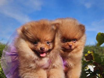 IKC Registered 🇮🇪✨ Exclusive💙 Teddy Bear🧸 Pomeranian puppies in Laois