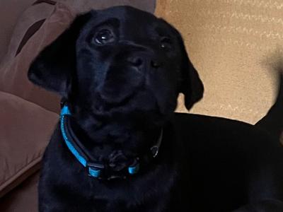 3 Male black Purebred Labradors for sale - Awaiting IKC registration