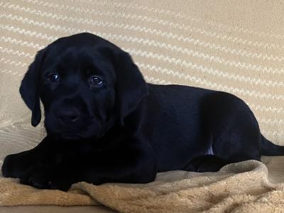 3 Male black Purebred Labradors for sale - Awaiting IKC registration