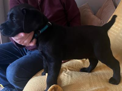 3 Male black Purebred Labradors for sale - Awaiting IKC registration