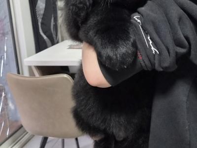 9 week old  Newfoundland puppies in Offaly