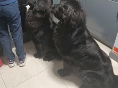 9 week old  Newfoundland puppies in Offaly