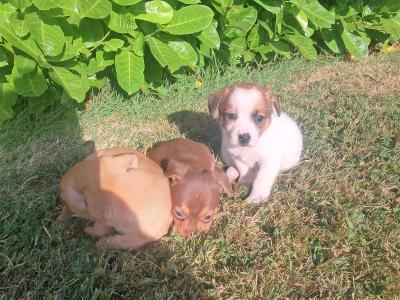 Beautiful Jack Russell puppies in Tipperary