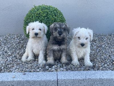 IKC Registered miniature Schnauzer puppies male