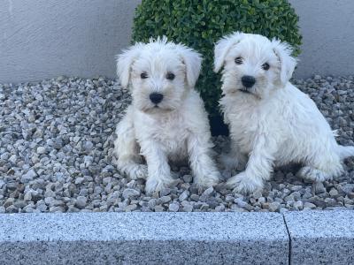 IKC Registered miniature Schnauzer puppies male