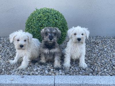 IKC Registered miniature Schnauzer puppies male