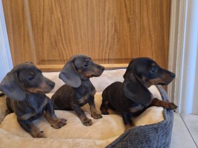 Miniature Dachshund Puppies
