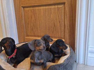 Miniature Dachshund Puppies