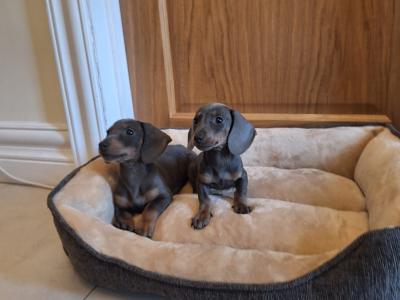 Miniature Dachshund Puppies