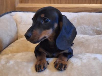 Miniature Dachshund puppies in Dublin