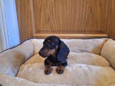Miniature Dachshund Puppies