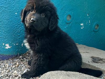 Newfoundland puppies for sale