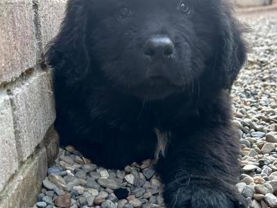 Newfoundland puppies for sale