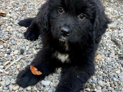 Newfoundland puppies for sale
