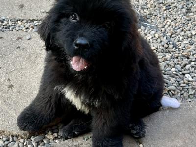 Newfoundland puppies for sale