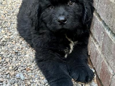 Newfoundland puppies for sale