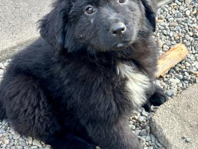 Newfoundland puppies for sale