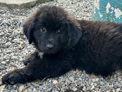 Newfoundland puppies for sale