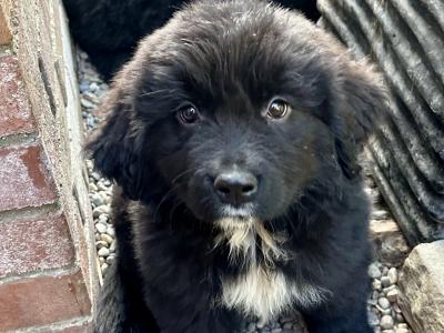 Newfoundland puppies for sale