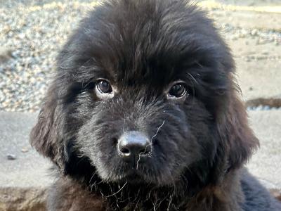 Newfoundland puppies for sale