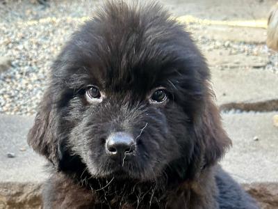 Newfoundland puppies for sale