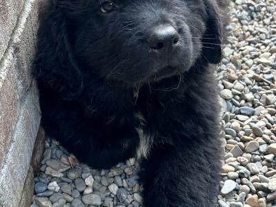Newfoundland puppies for sale