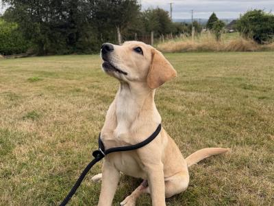 Friendly Labrador puppy 4 months old for rehoming