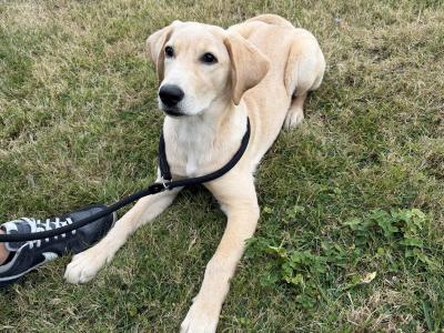 Friendly Labrador puppy 4 months old for rehoming
