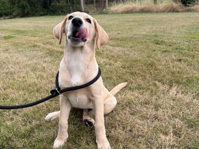 Friendly Labrador puppy 4 months old for rehoming