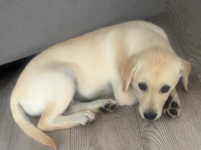 Rehome female Labrador x Golden Retriever